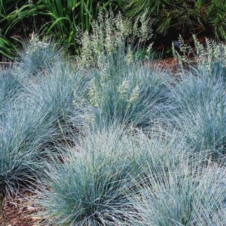 Elijah Blue Fescue Grass Thumbnail